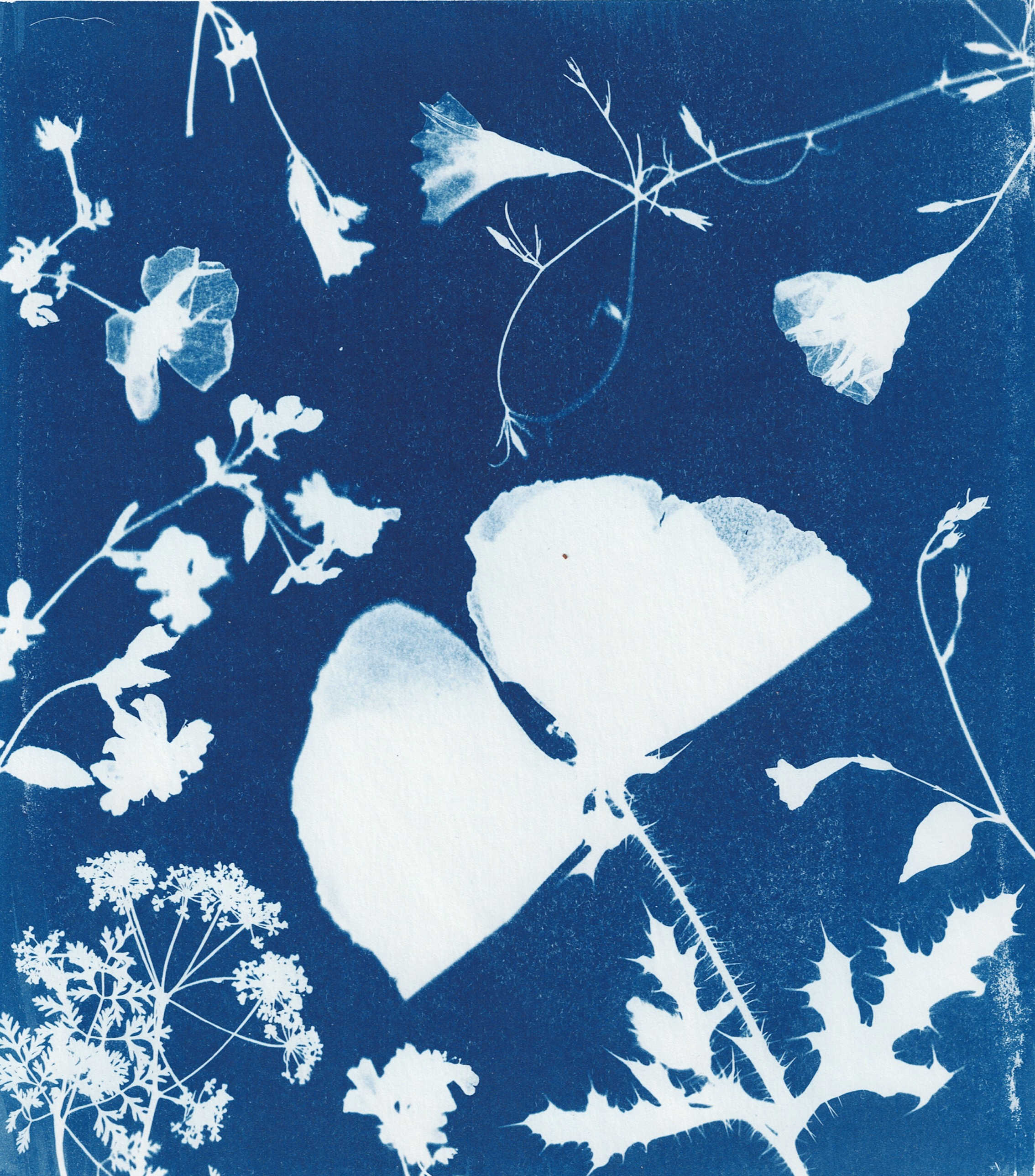 Wildflowers, Patagonia Lake, Fall 2025